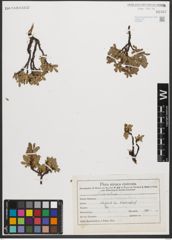 Foto von Salix retusa L.